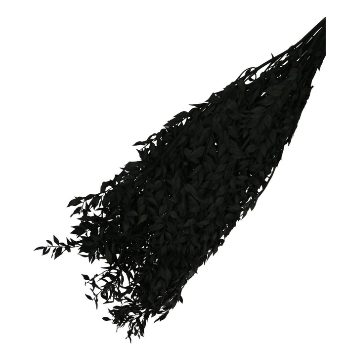 <h4>Droogbloem Ruscus 65cm 110g</h4>