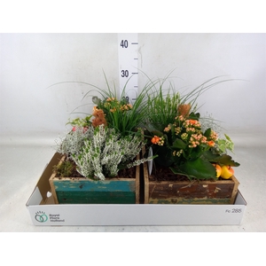 Arr.   Tuinplanten L%