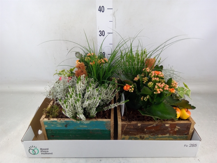 <h4>Arr.   Tuinplanten L%</h4>