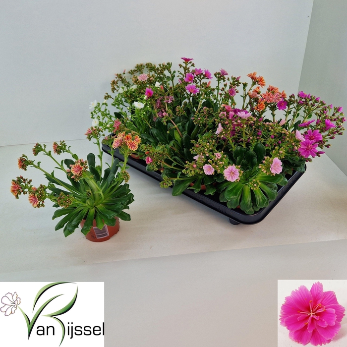 <h4>LEWI MOU DREAMS GEM</h4>