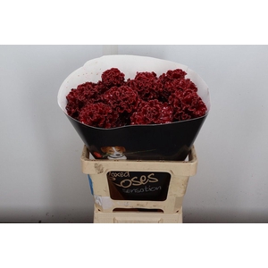 Wax Brassica Bras Wax Bordeaux