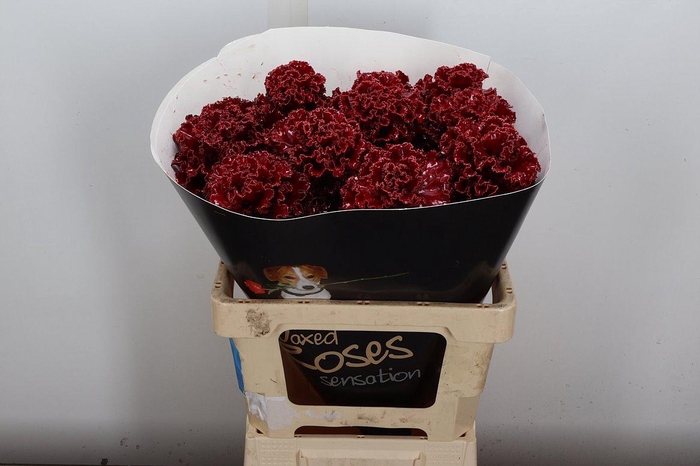 <h4>Wax Brassica Bras Wax Bordeaux</h4>