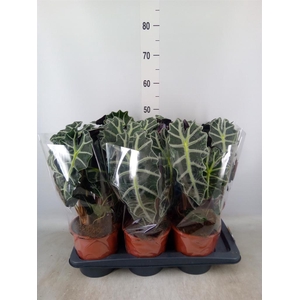 Alocasia amazonica 'Polly'