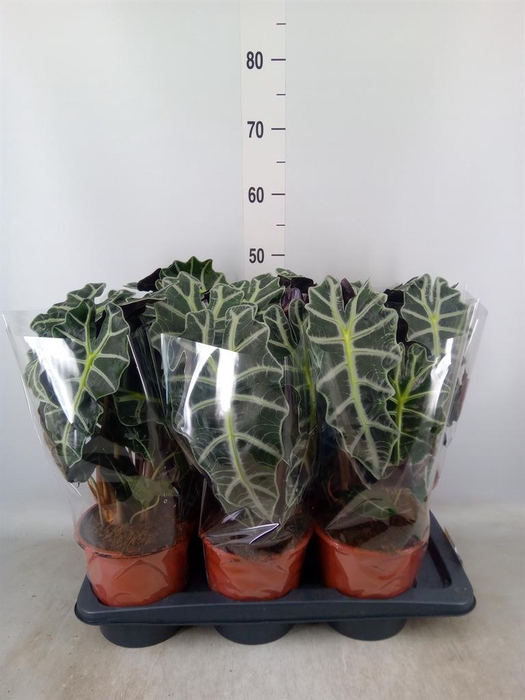 <h4>Alocasia amazonica 'Polly'</h4>