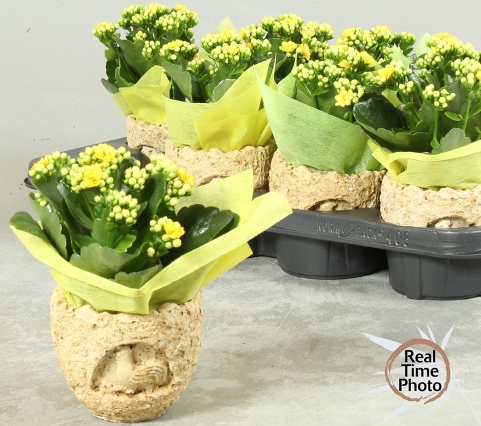 <h4>ARR KAMERPL</h4>