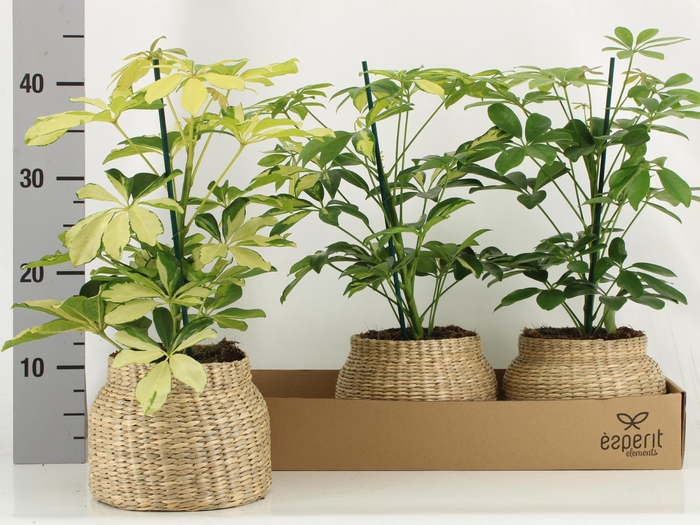 <h4>ARR KAMERPL</h4>