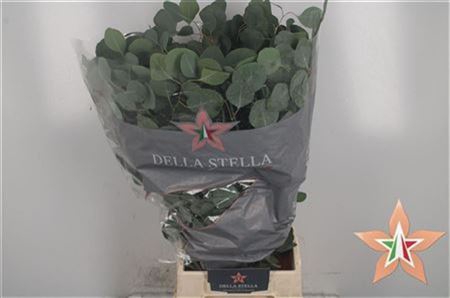 <h4>Euc Populus Leaves Per Bunch</h4>