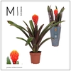 Guzmania Tala