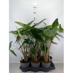 Alocasia zebrina