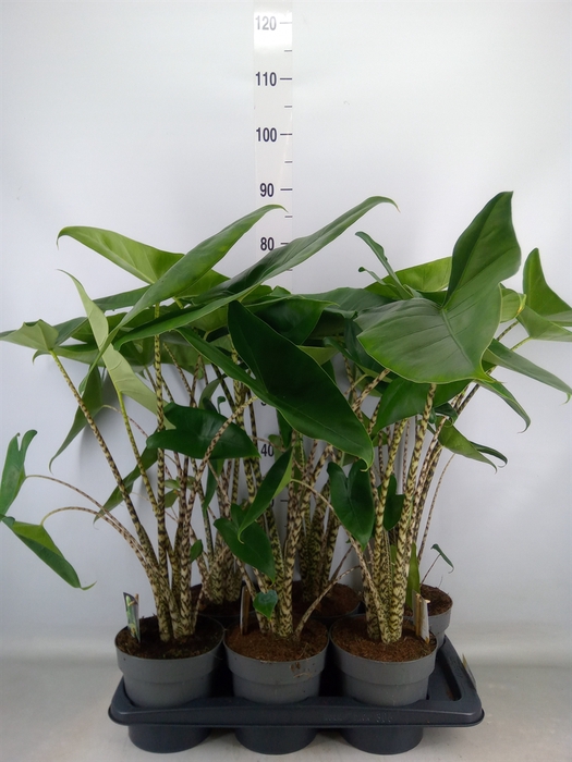 <h4>Alocasia zebrina</h4>