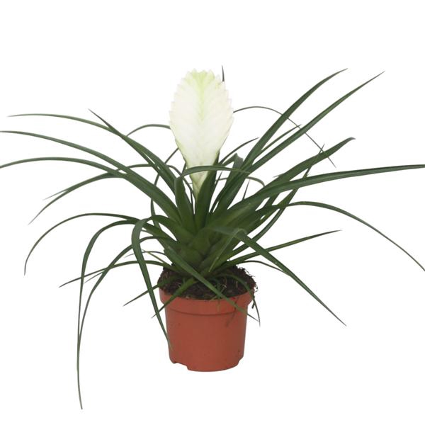 <h4>Tillandsia cyanea 'Biancini'</h4>