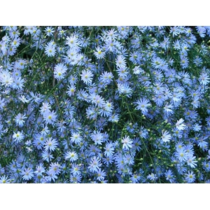 Aster Blue Moon