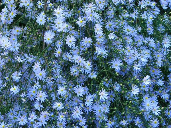 Aster Blue Moon