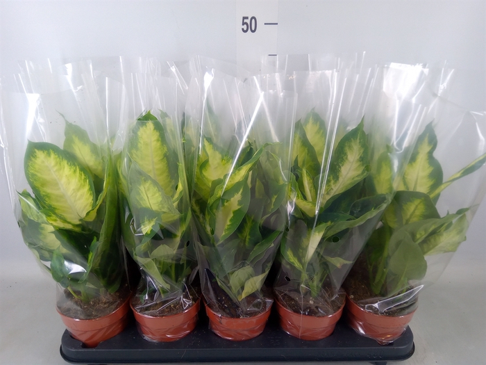 <h4>Dieffenbachia  'Camilla'</h4>