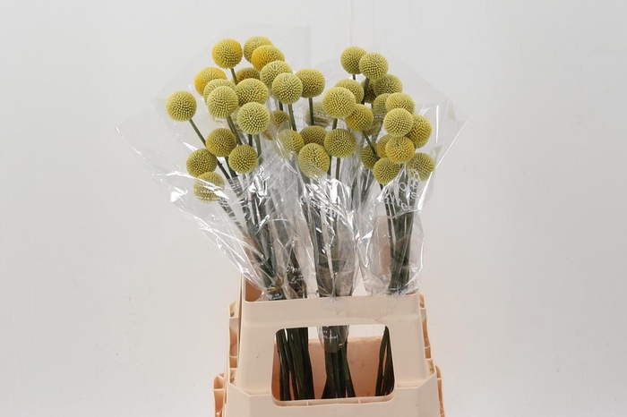 <h4>Craspedia Jumbo ECU</h4>