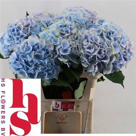 <h4>Hydr M Verena Bl</h4>