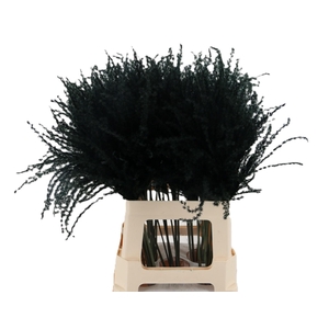 Dried miscanthus black