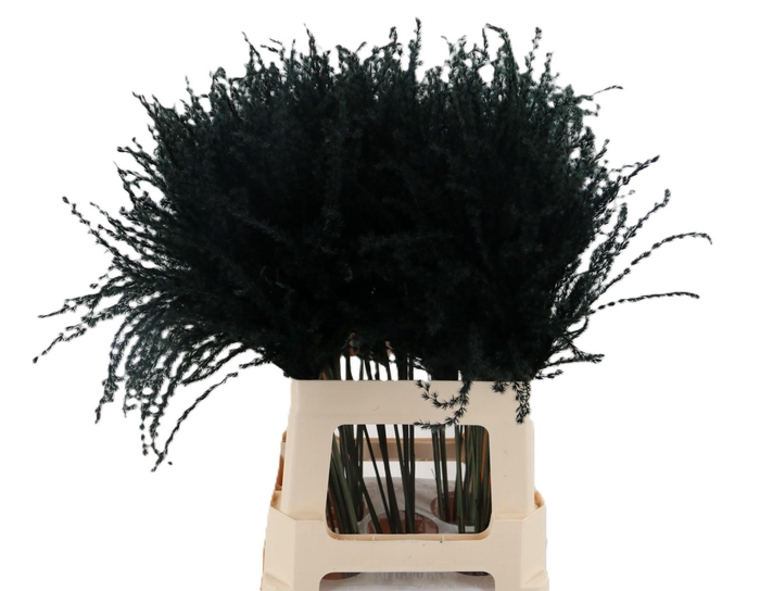 <h4>Dried miscanthus black</h4>