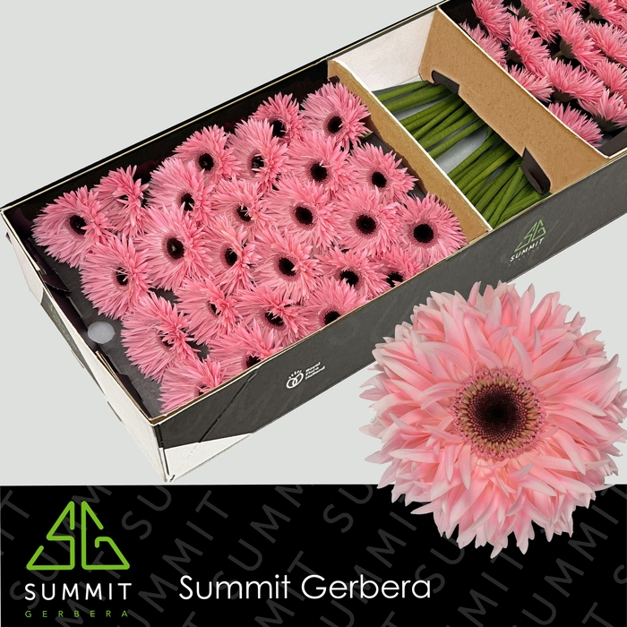 <h4>Gerbera Spider Abu Doos</h4>