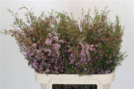 <h4>Chame Early Nir Rose</h4>