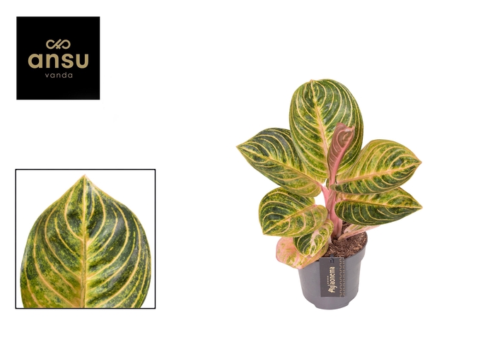 <h4>Aglaonema Tourmaline Gold</h4>