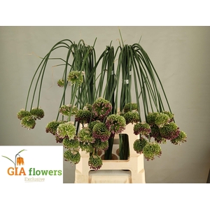 Allium Ov