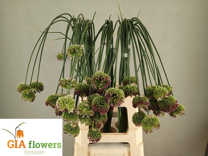 <h4>Allium Ov</h4>