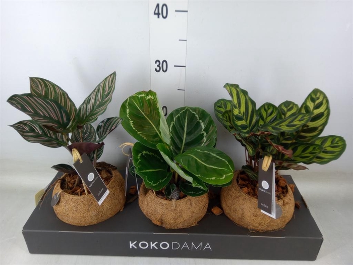 <h4>Calathea   ...mix 3</h4>