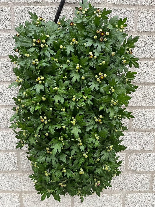 CHR9710 Chrysanten Wandhanger