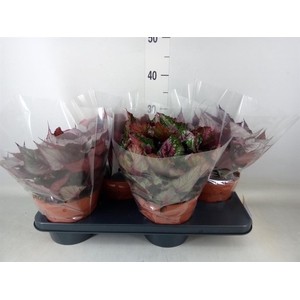 Begonia BD 'Beleaf'   ...mix