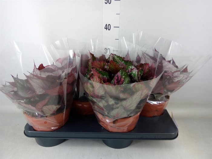 <h4>Begonia BD 'Beleaf'   ...mix</h4>