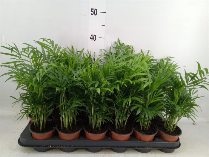 <h4>Chamaedorea elegans</h4>