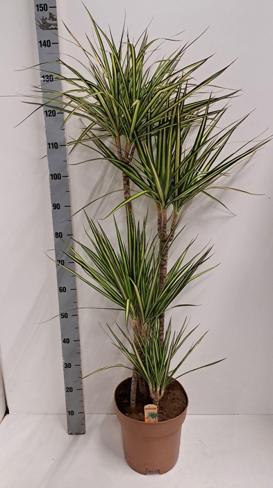 <h4>DRA MARG SUNRAY</h4>