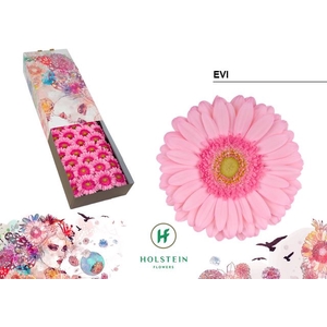 Gerbera Evi