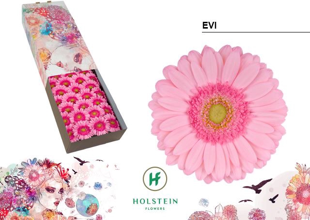 <h4>Gerbera Evi</h4>