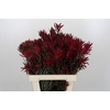 Leucadendron Blush Spray