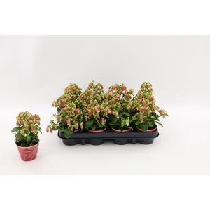 Kalanchoe Dream Bells, with potcover