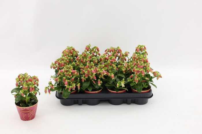 <h4>Kalanchoe Dream Bells, with potcover</h4>