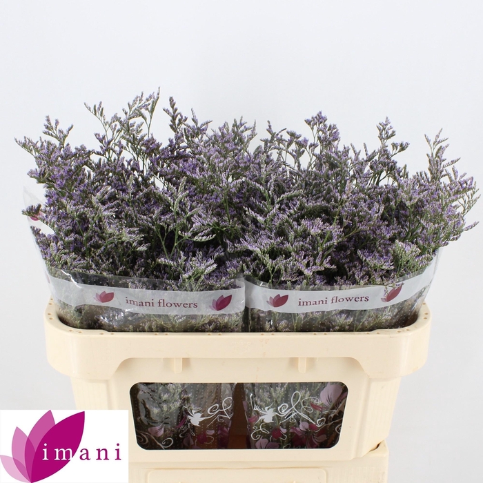 <h4>LIM OV SKYLIGHT</h4>