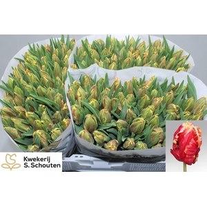 TU PA DEE JAY PARROT