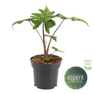 Alocasia Jacklyn