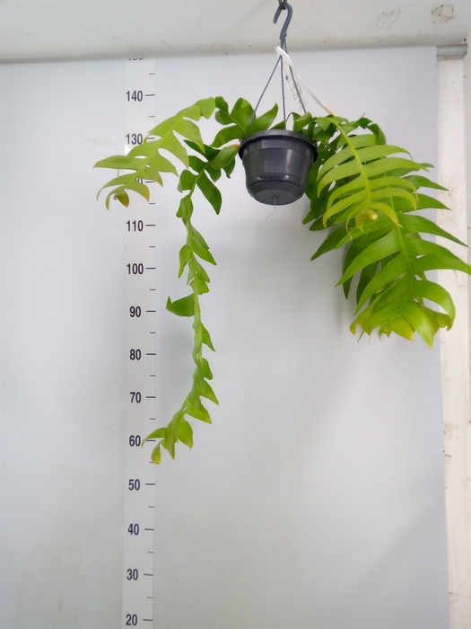 <h4>Epiphyllum   ...</h4>