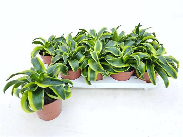 <h4>DRA COMP TORNADO</h4>