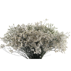 Limonium White Diamond