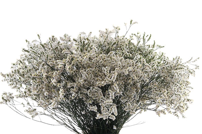 Limonium White Diamond