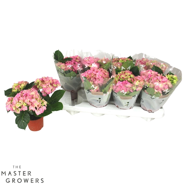 <h4>Hydrangea macr. 10cm Rose 3+bloem</h4>