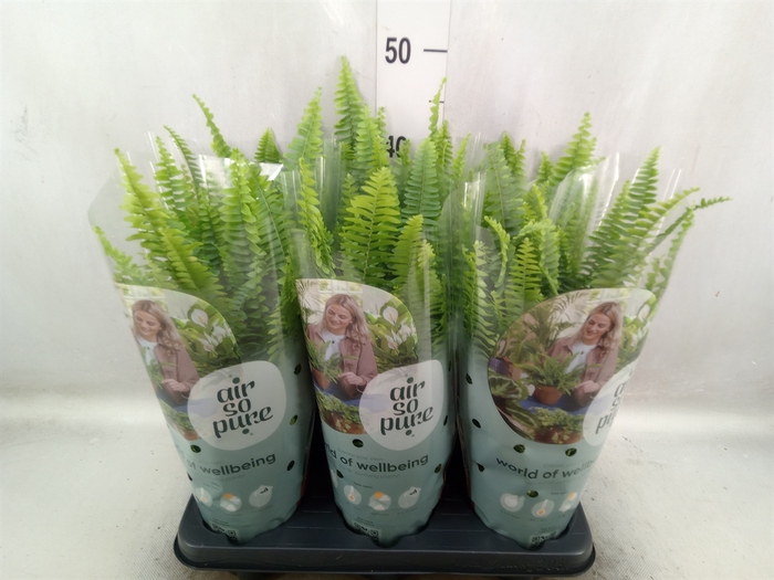 <h4>Nephrolepis exal. 'Green Lady'</h4>