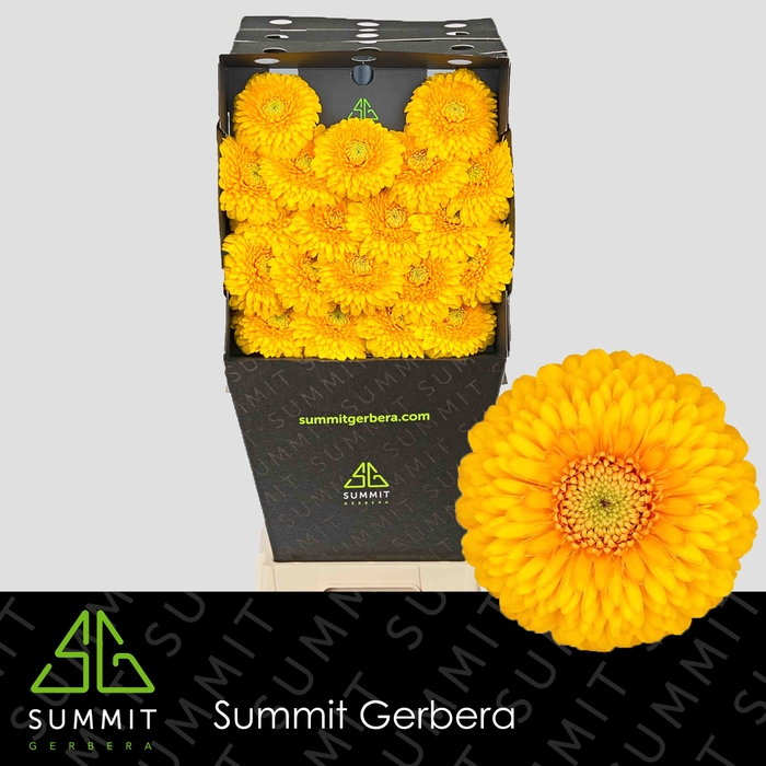 <h4>Germini Pomponi Honeydew Diamond</h4>