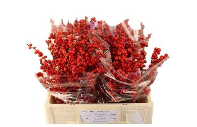 <h4>ILEX VE RODE BES</h4>