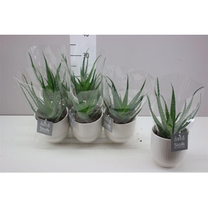 Aloe Arborescens Liv Keramiek